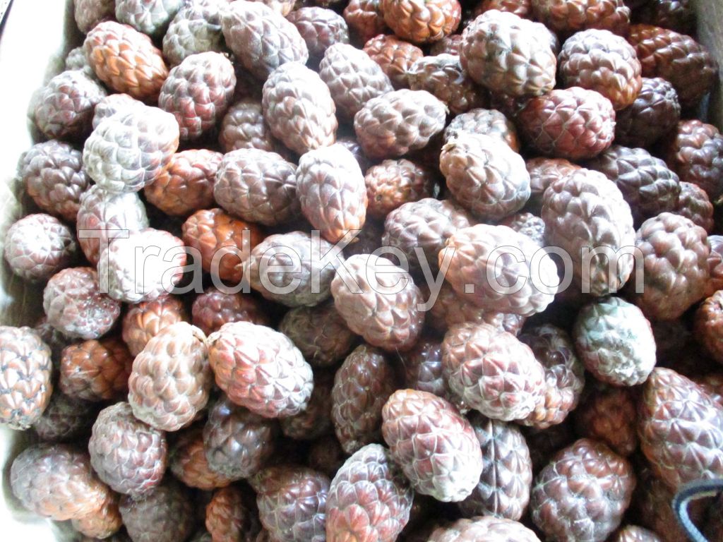 Raphia farinifera Seed Raphia Hookeri Seeds