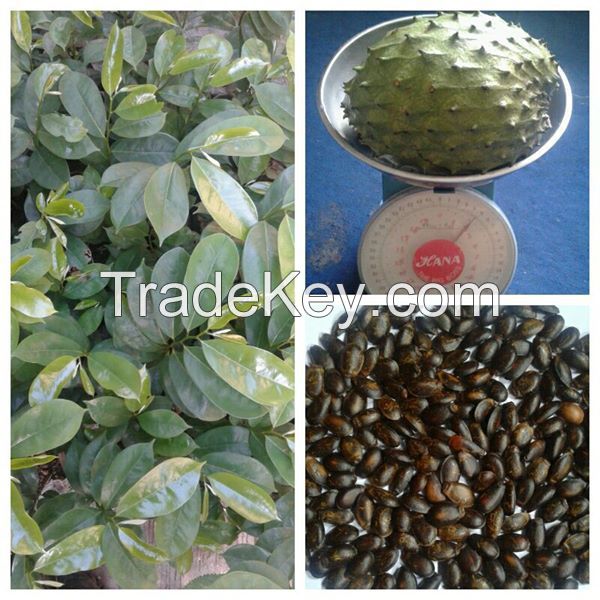 CUSTARD APPLE(SOUR SOP)