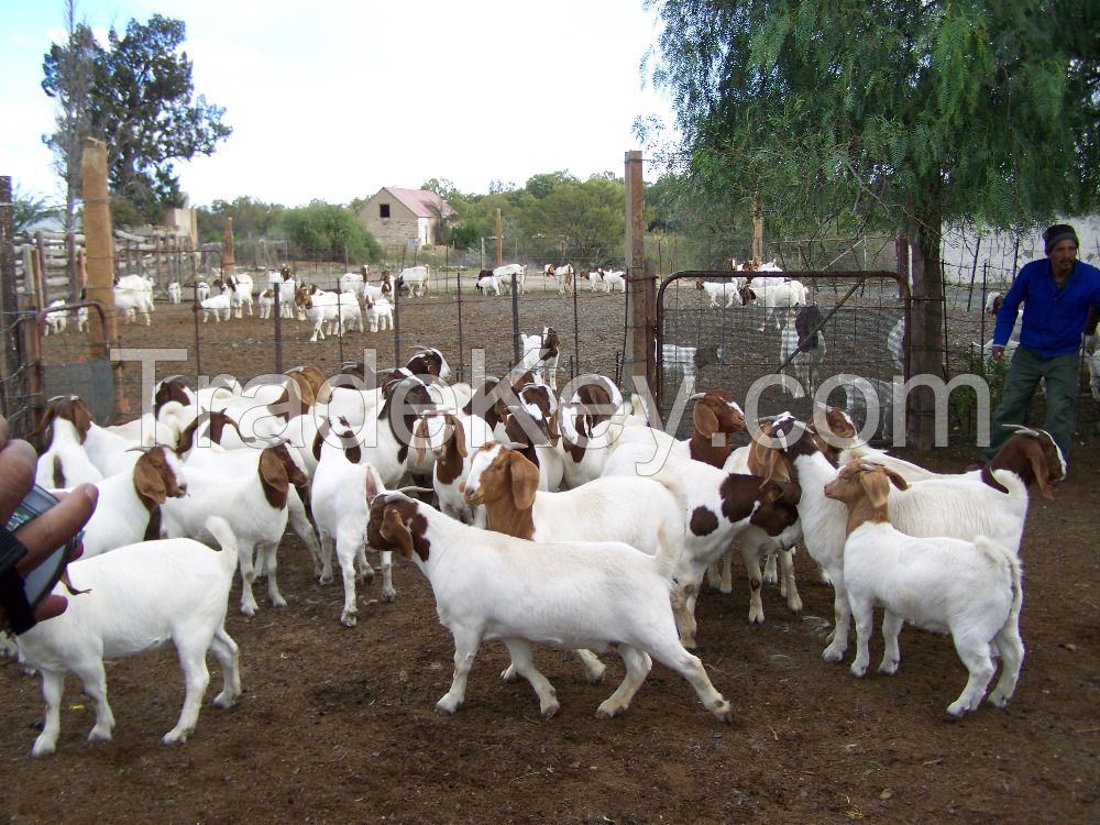 Livestock Full Blood Boer Goats