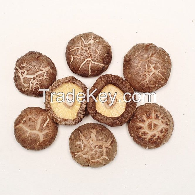 High Quality Dried Mushroom