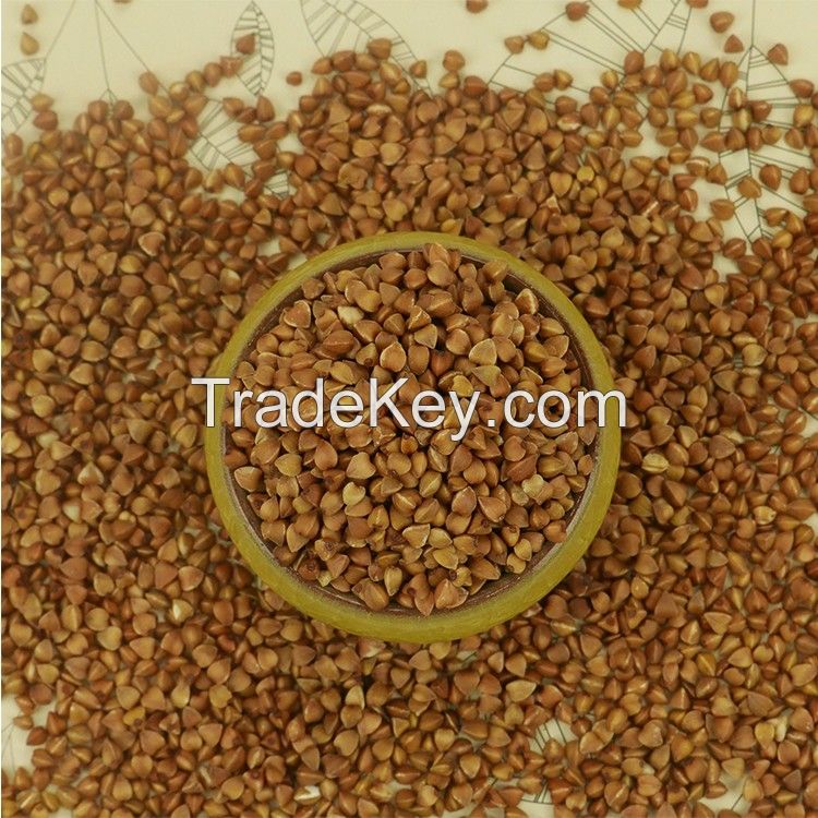 Wholesale and Arganic Buckwheat Bulk