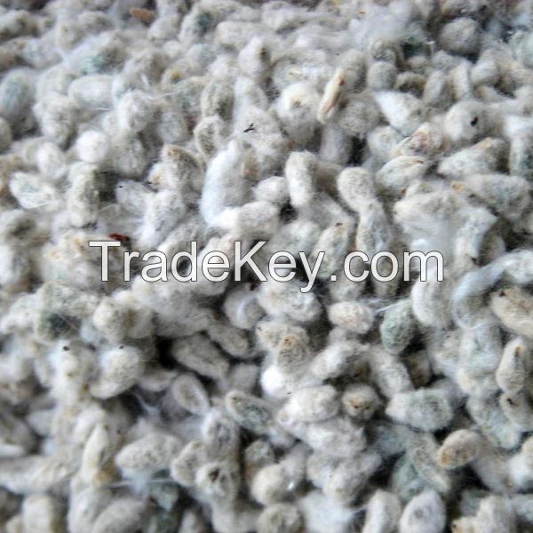 Quality Cotton Seeds