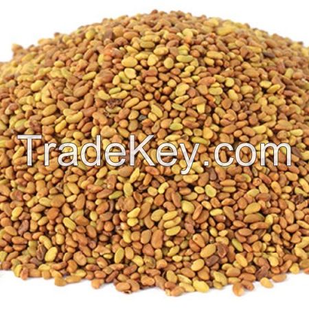 Quality Alfalfa Seeds / organic alfalfa seeds