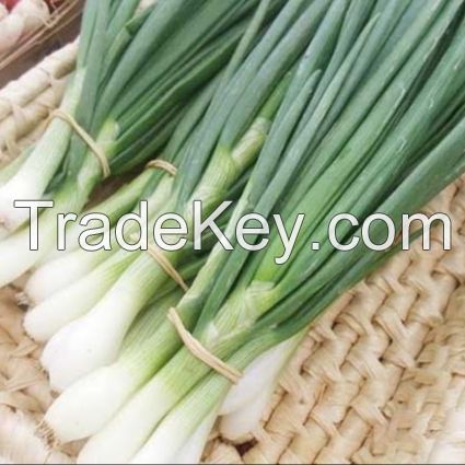 Fresh Scallions Fresh Green Onion, Green onion , Welsh onion