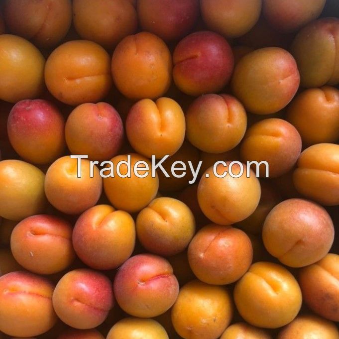 Top Quality Fresh Apricot