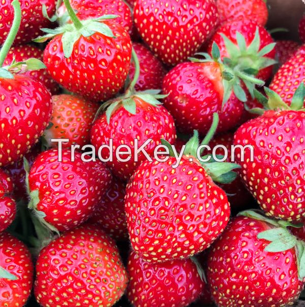 Top Quality Fresh Berries Fruits Eco Friendly Packages