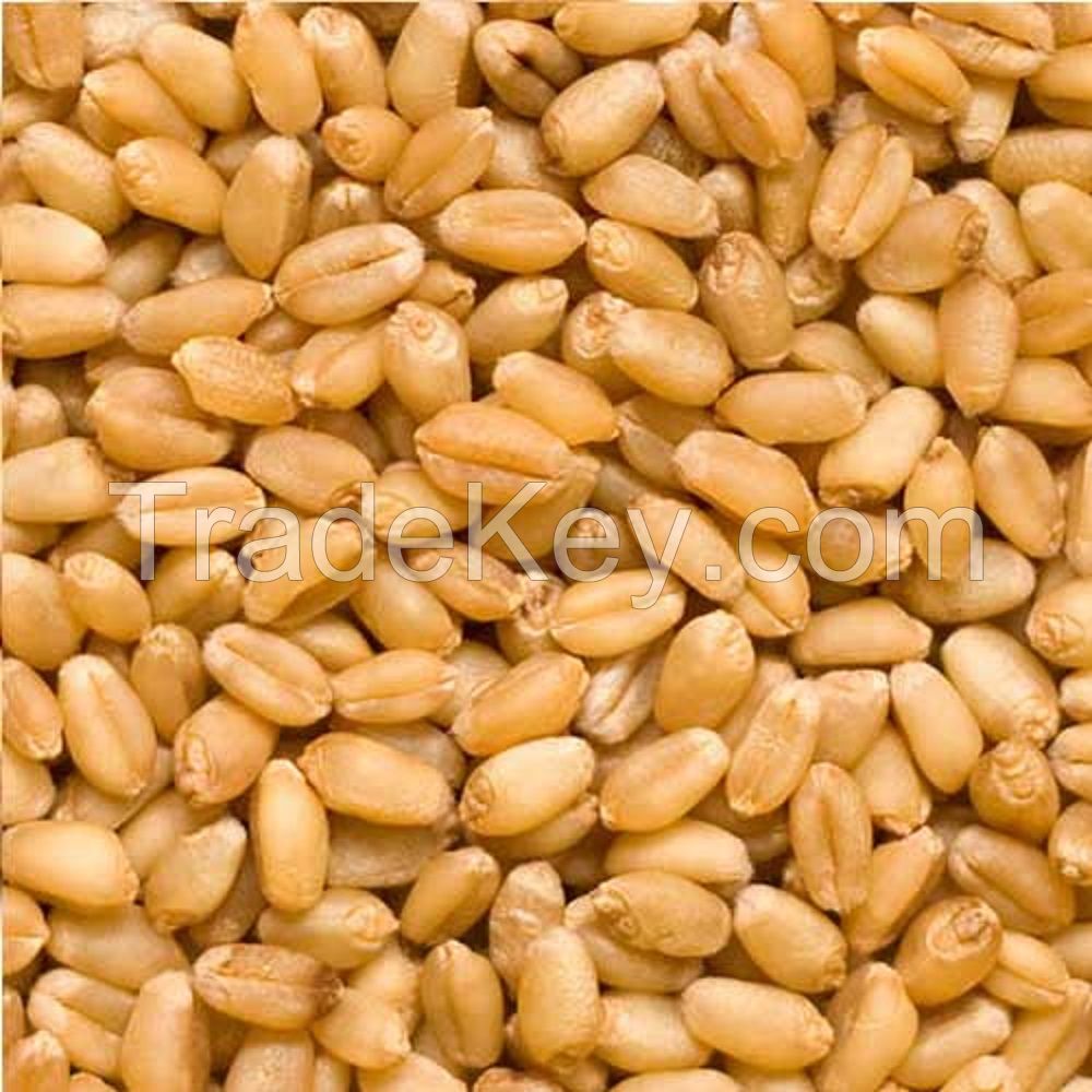 High Quality Milling Wheat