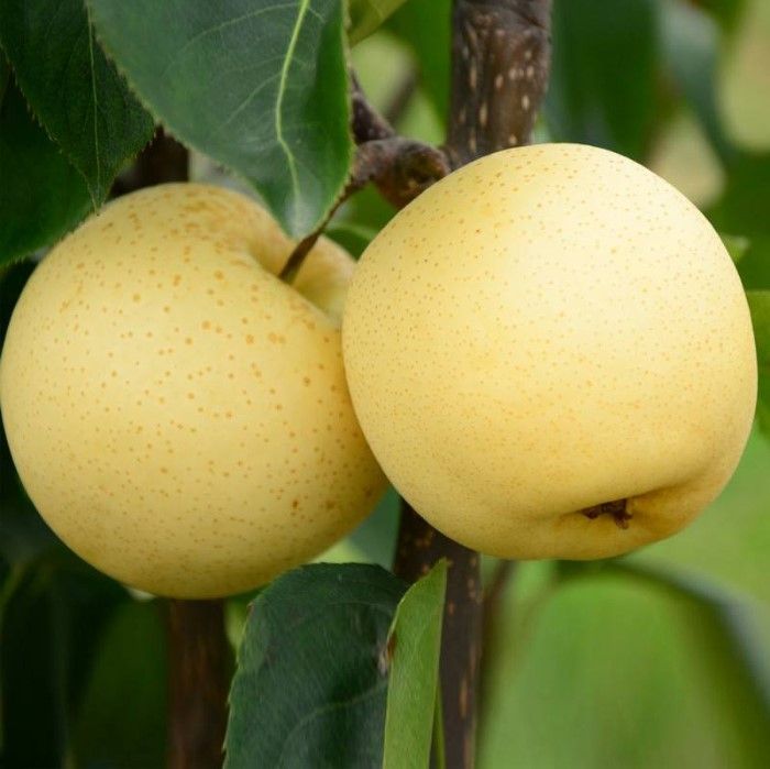 Fresh pear