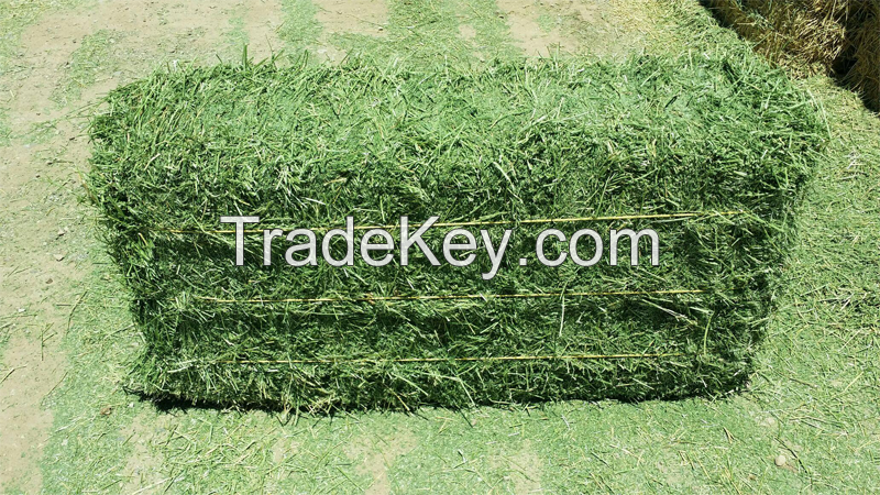 Alfalfa Hay for Horses