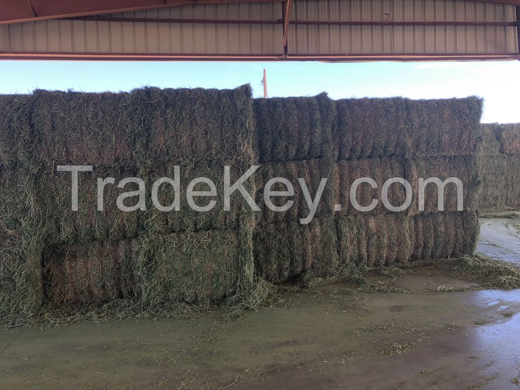 2023 Alfalfa Hay / Cattle Alfalfa Hay / Alfalfa Baled Manufacturer