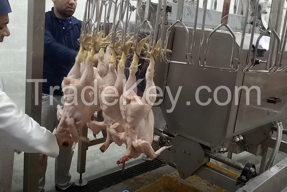 poultry slaughterhouse 300 b/h