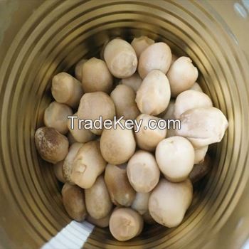 Canned straw mushroom