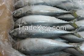 FROZEN PACIFIC MACKEREL (SCOMBER JAPONICUS) Canned Mackerel For Sale