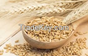 Organic Barley for Malt, Barley Feed, Malted Barley Animal Feed Barley