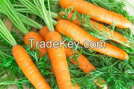 FRESH CARROT