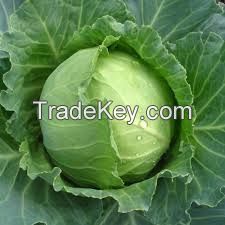 FRESH CABBAGE