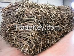 Natural Whole Red Deer Antlers