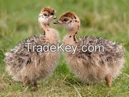 100% HEALTHY OSTRICH CHICKS FOR SALE