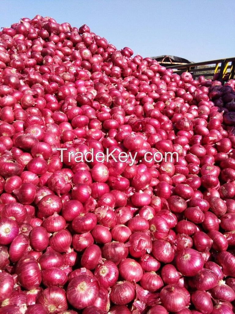 Red Fresh Onions