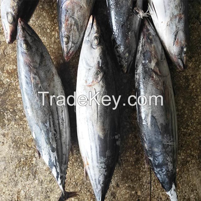 Frozen Skipjack Tuna Fish