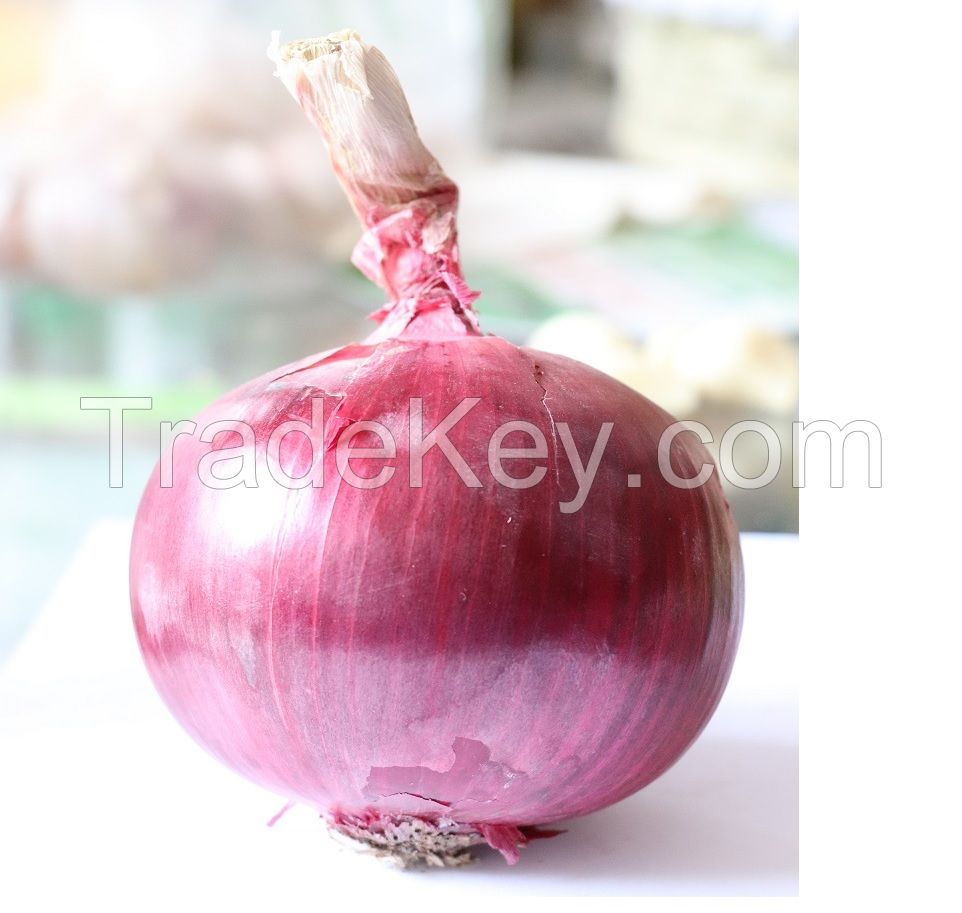 cheap Fresh Onions