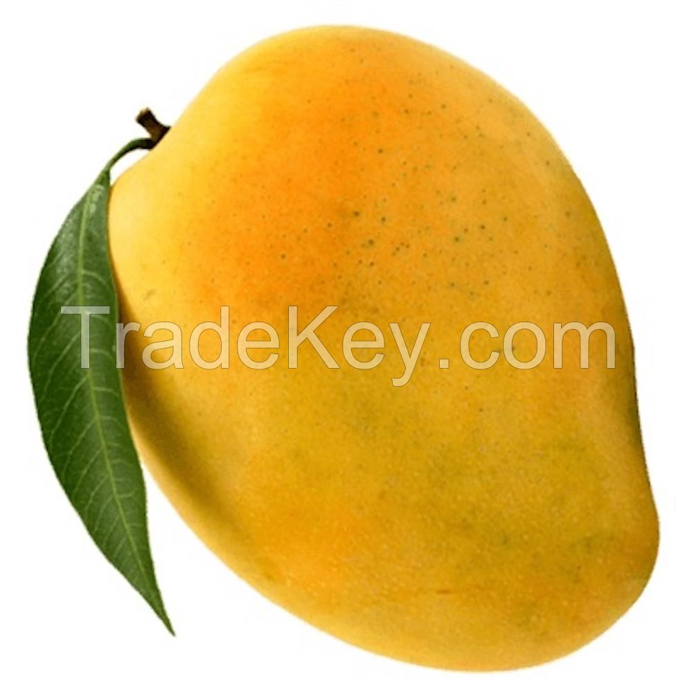 Fresh Alphonso and Kesar Mango