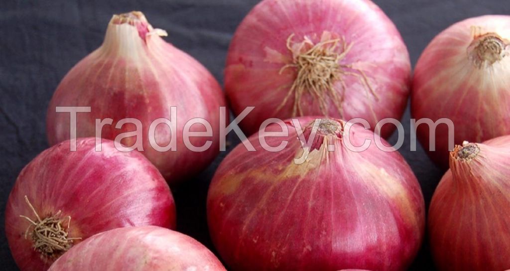 Fresh Red Onion