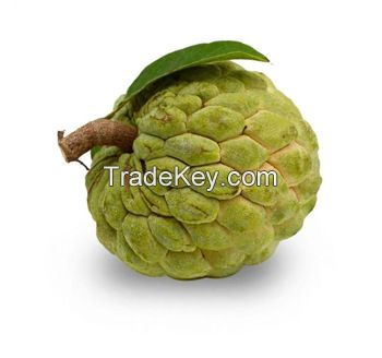 Fresh Custard Apple / Sugar Apple