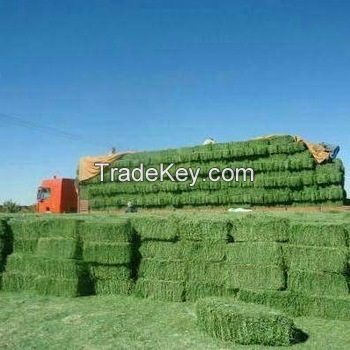 Buy Cheap Rhodes Grass Hay Bales For Animal Feed and Forage