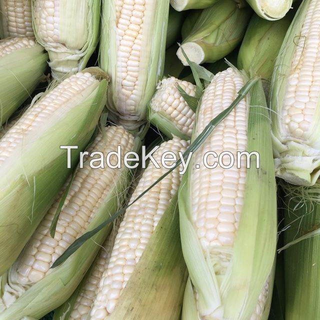 Organic White Corn