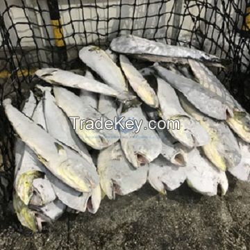 Cheap Whole Round Of Frozen Sea Caught Mahi Mahi Fish