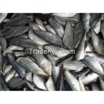 Frozen Horse Mackerel /Pacific/Indian/Atlantic Mackerel fish