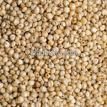 WHITE SORGHUM Red Sorghum, Sorghum Grains