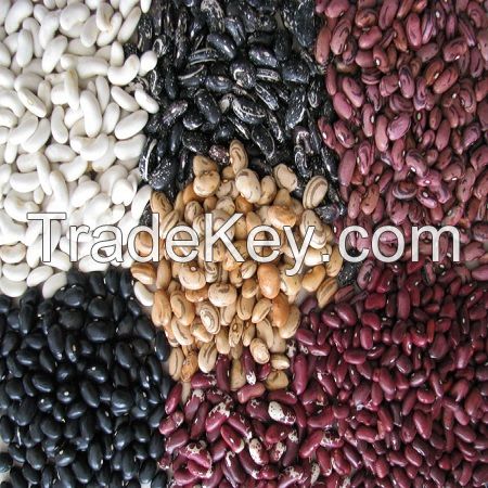 best speckled dried kidney beans red / white / black beans