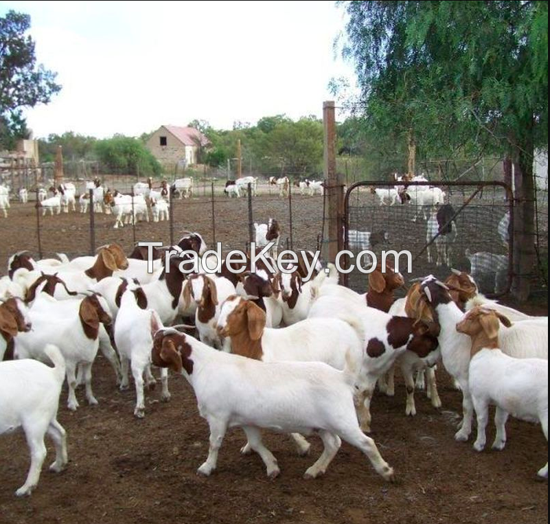 Full Blood Boer Goats Live Sheep Cattle Lambs For sale