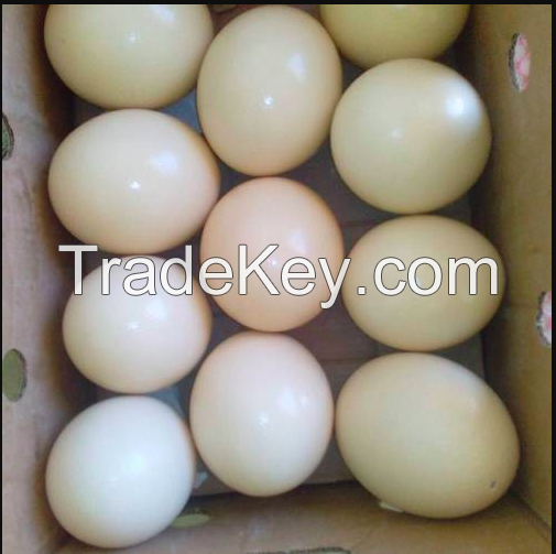 Eggs for sale