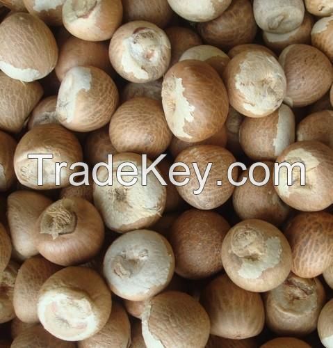 ARECIA NUT/ BETEL NUT PRICE/DRIED BETEL NUT SUPER