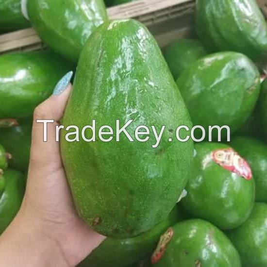 High Quality, Fresh Avocado - Best Seller in Europe