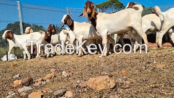 High Quality Live Stock Boer Goat Available For Sale At Low Price