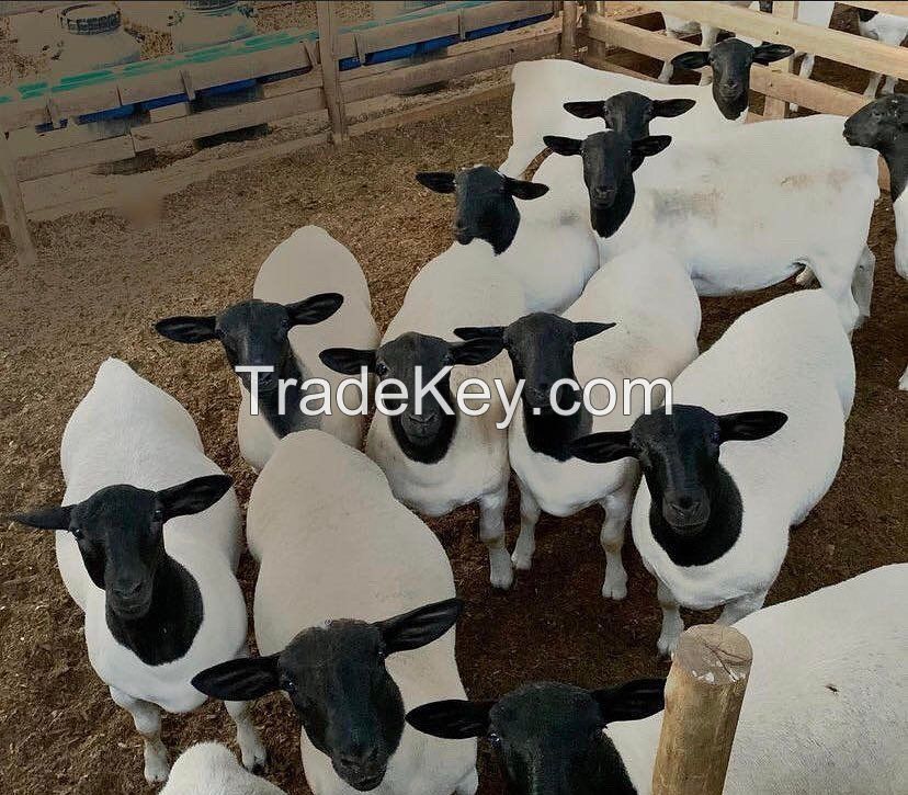 HIGH QUALITY GOATS DORPER SHEEP/BOER AND ALPINE GOATS FOR SALE