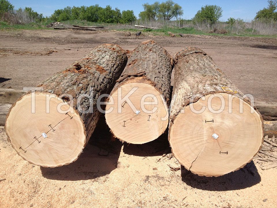 Pine Woods Logs