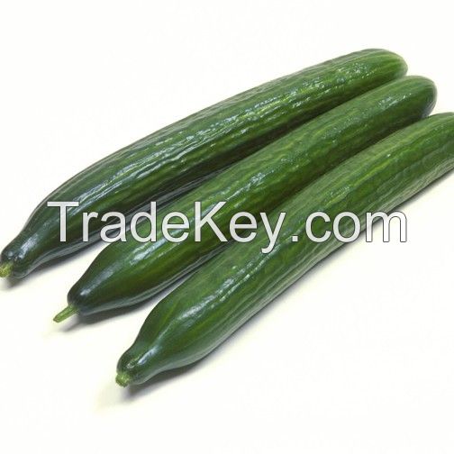 Fresh Cucumber