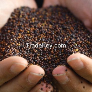 Yellow Mustard Seeds/Yellow Rapeseeds/Canola Seeds /oil