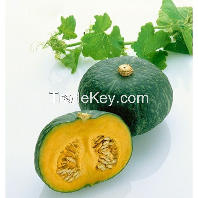 FRESH PUMPKIN HIGH QUALITY