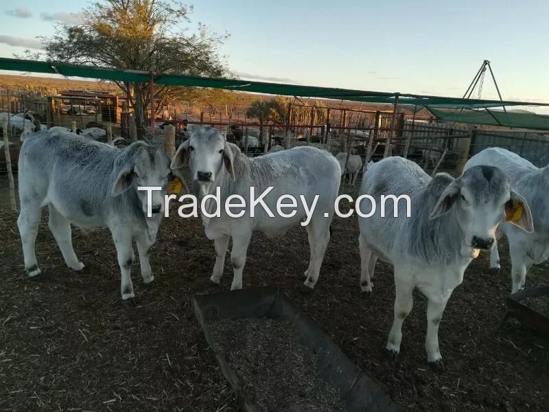 Brahman Heifers and other breeds for sale