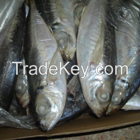 FROZEN MACKEREL FISH