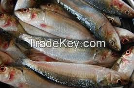 Frozen Sardine Fish