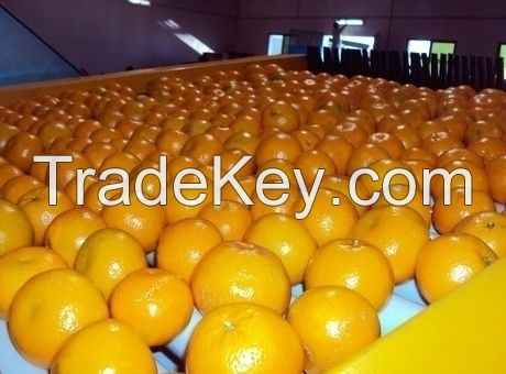 FRESH VALENCIA/NAVAL ORANGES