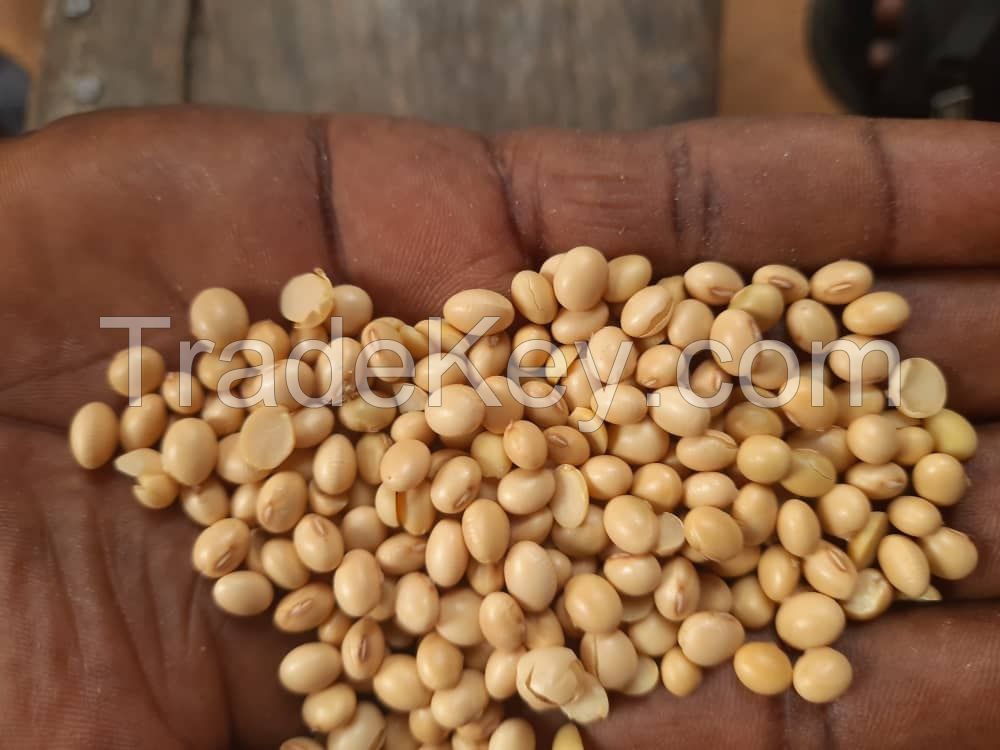 High Quality Non GMO Yellow Soybeans - Soybeans /Soya Bean (8.0mm) with High Quality