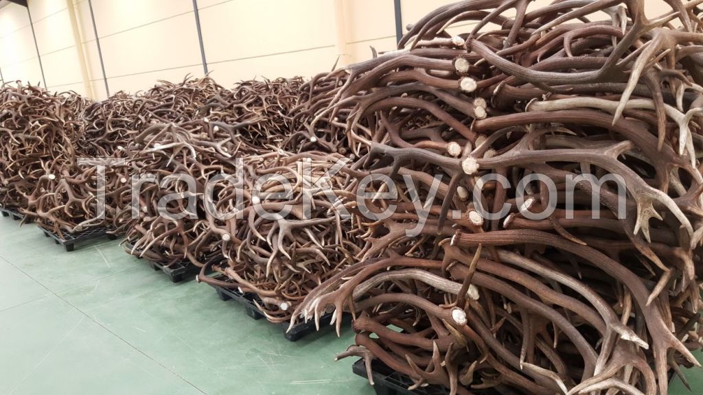 Red Deer Antlers (Cevus Elaphus) for Sale